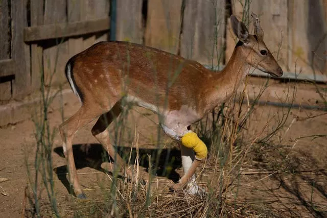 An injured fallow deer walks at the Attica Zoological Park in Spata suburb, eastern Athens 