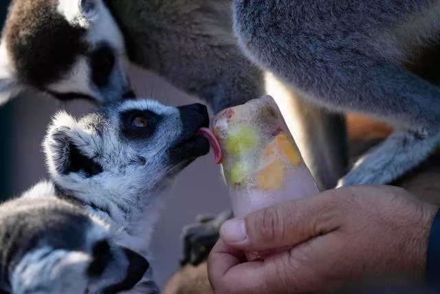 A ring-tailed lemur licks a fruit popsicle at the Attica Zoological Park in Spata suburb, eastern Athens 