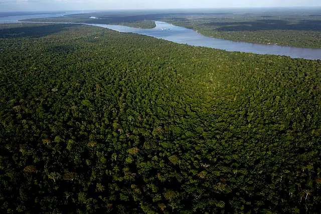 View of the forest in Combu Island on the banks of the Guama River