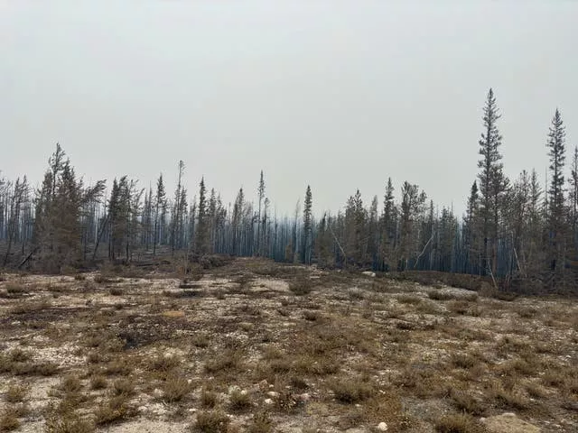 Burnt out landscape