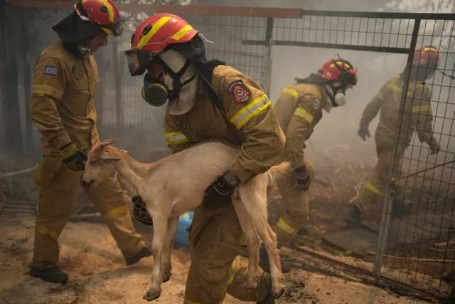 Firefighters evacuate a goat during a wildfire in Acharnes, a suburb of northern Athens, Greece