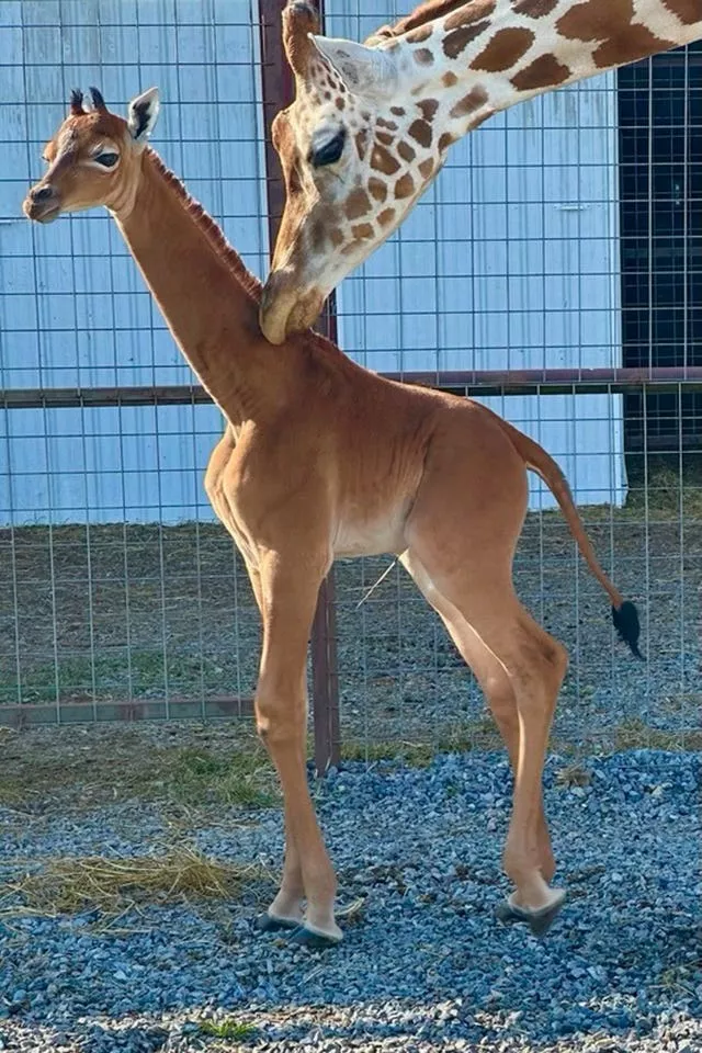 The spotless giraffe