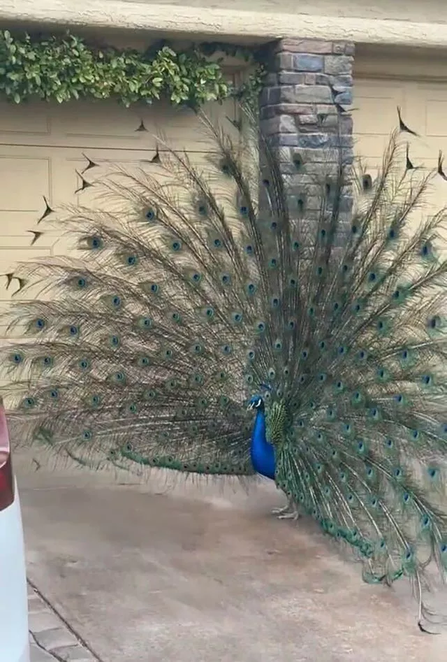 Pete the peacock