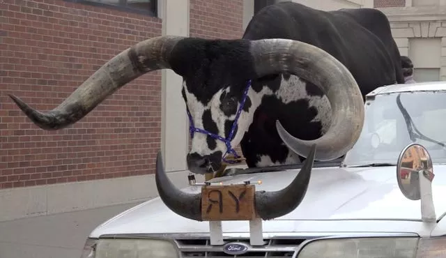 A Watusi bull named Howdy Doody sits in the passenger seat of a car owned by Lee Meyer in Norfolk, Nebraska