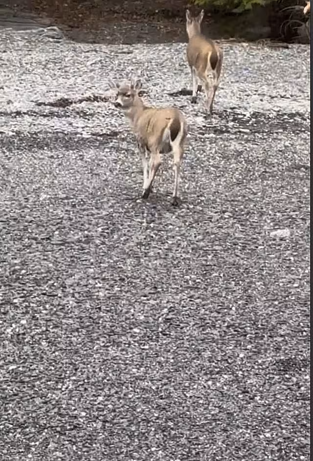 The deer on dry land