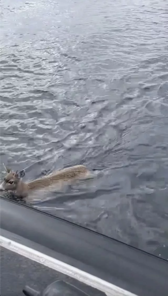O cervo nadou até o barco 
