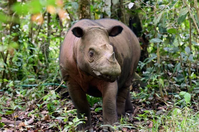 Rinoceronte da Indonésia