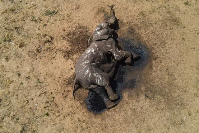 A dead elephant metres from a watering hole in Hwange National Park