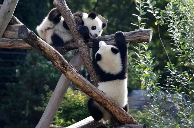 Panda bear cubs Meng Xiang (nickname Pit), right, and Meng Yuan (nickname Paule), left, climb in their enclosure at Berlin Zoo 