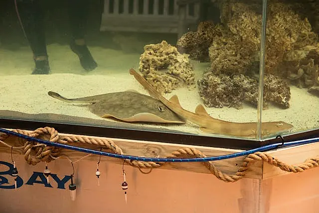 Round Stingray Surprise Pregnancy