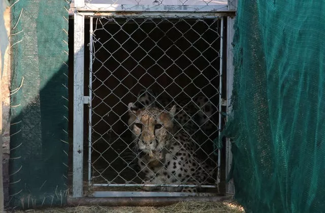 India Namibia Cheetahs