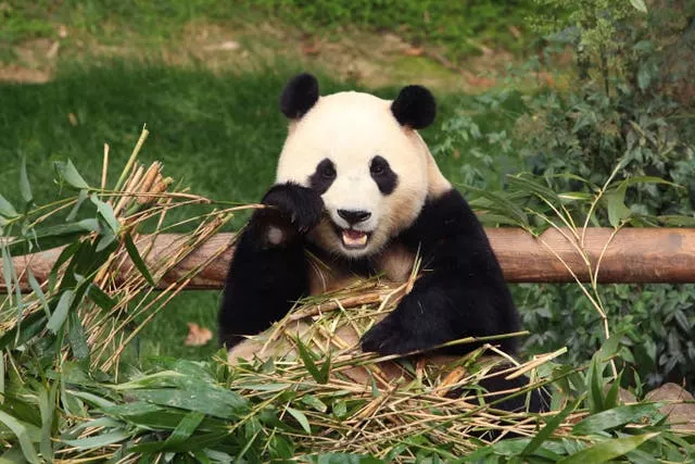 Giant panda Fu Bao eats bamboo