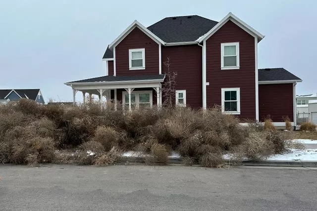 Tumbleweeds apareceram na frente de casas em South Jordan, Utah