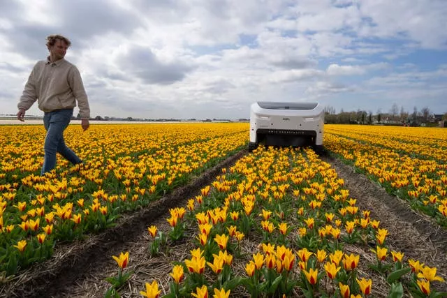 Robô Tulipa Holandês