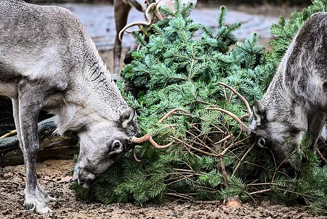 Germany Animals’ Christmas