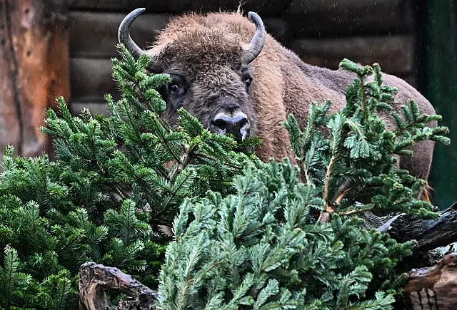 Germany Animals’ Christmas