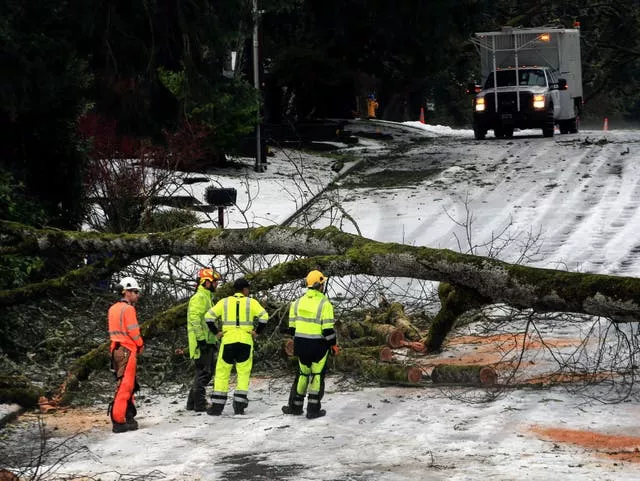 Equipes avaliam como remover uma árvore na Madison Street em Eugene, Oregon