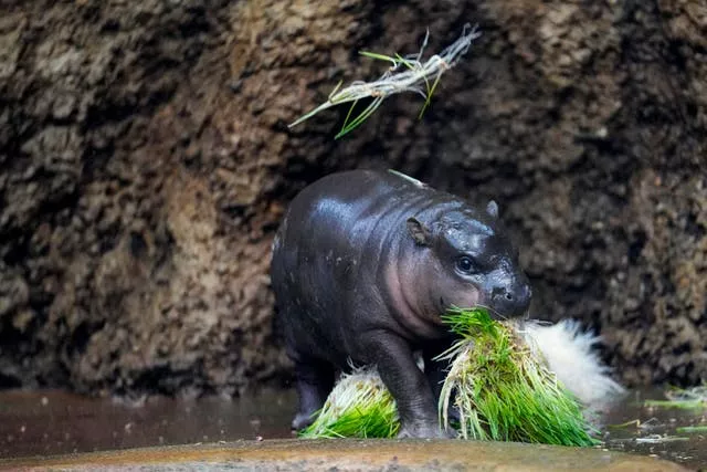 Bebê pigmeu hipopótamo da República Tcheca