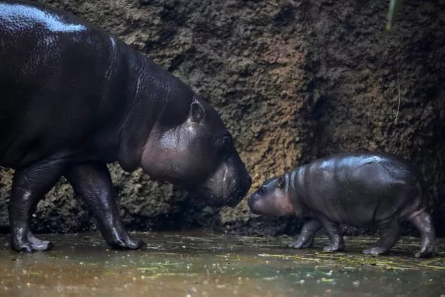 Hipopótamo e seus descendentes