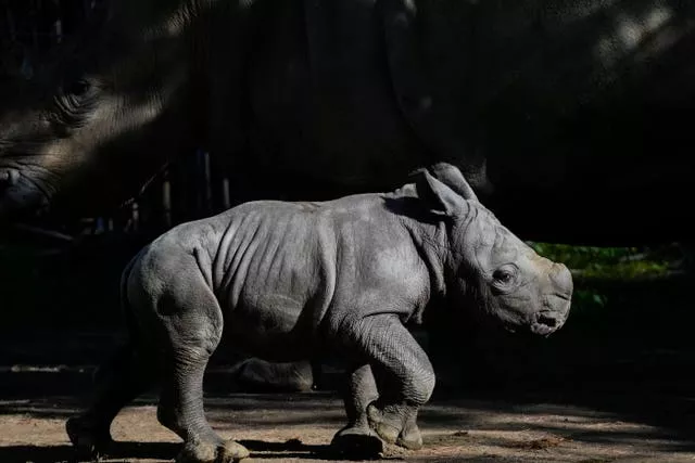 Tiny baby rhino