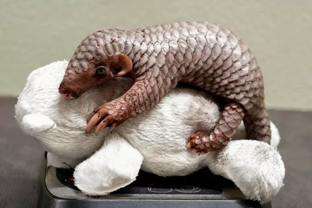 Czech Republic Baby Pangolin