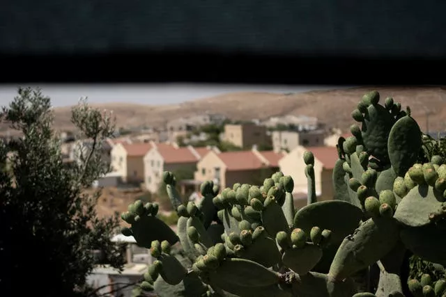 Cactus grows in the West Bank village of Umm al-Khair, as homes from the nearby Israeli settlement of Carmel are seen in the background