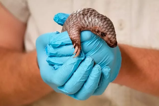 Czech Republic Baby Pangolin