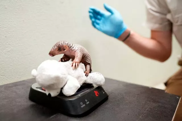 Czech Republic Baby Pangolin