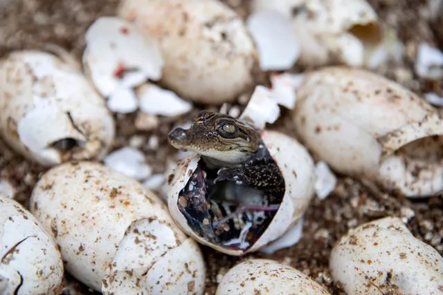 A pure-bred Siamese crocodile hatchling pokes its head out of its shell