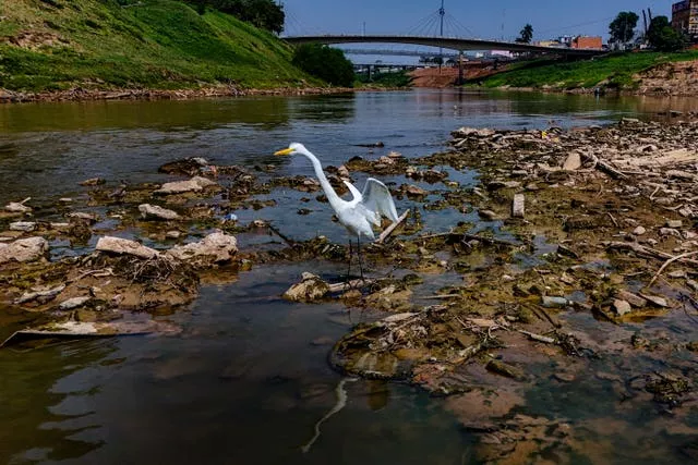 A heron stands in a drying river