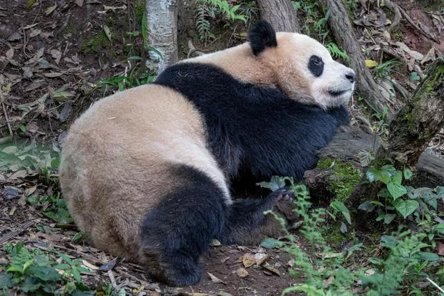 Pandas del Zoológico de San Diego