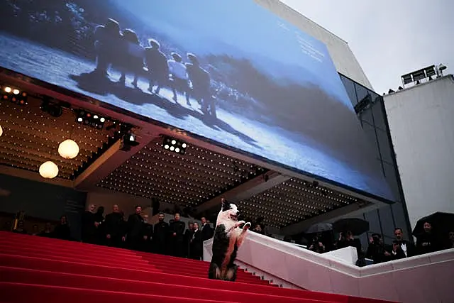 Messi the dog poses for photographers upon arrival at the awards ceremony and the premiere of the film The Second Act during the 77th international film festival, Cannes, southern France