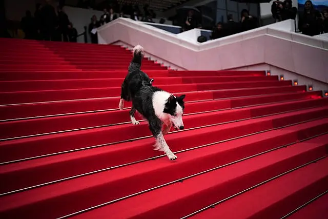 Messi the dog poses for photographers upon arrival at the awards ceremony and the premiere of the film The Second Act during the 77th international film festival, Cannes, southern France 