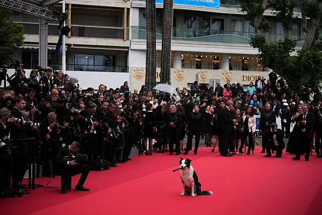 Messi the dog poses for photographers upon arrival at the awards ceremony and the premiere of the film The Second Act during the 77th international film festival, Cannes, southern France 