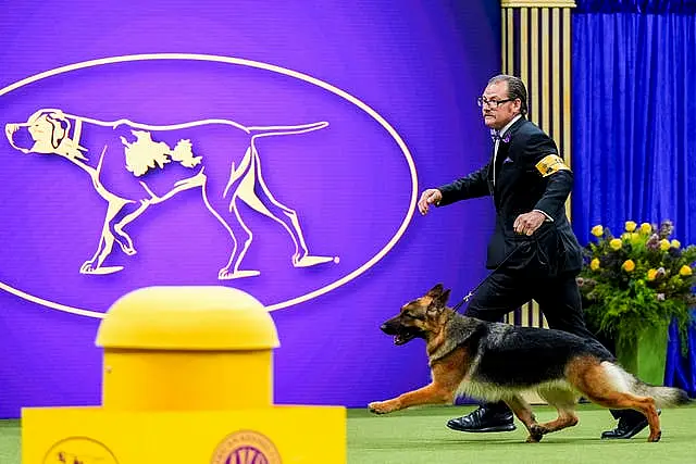 Westminster Dog Show