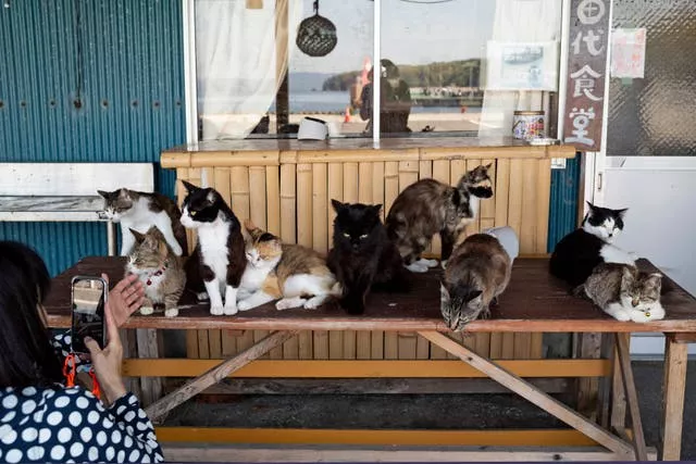 Cats at a restaurant