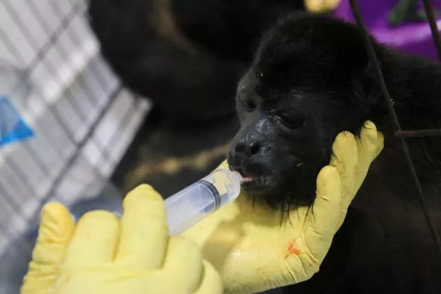 A veterinarian feeds a young howler monkey rescued amid extremely high temperatures in Tecolutilla, Tabasco state, Mexico