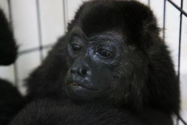 A howler monkey sits inside a cage with others at a veterinarian clinic after they were rescued amid extremely high temperatures in Tecolutilla, Tabasco state, Mexico