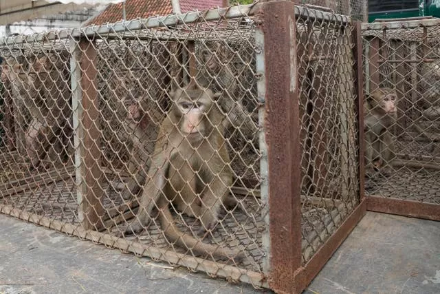 Macaco em uma gaiola