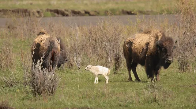 The white calf and adult buffalo