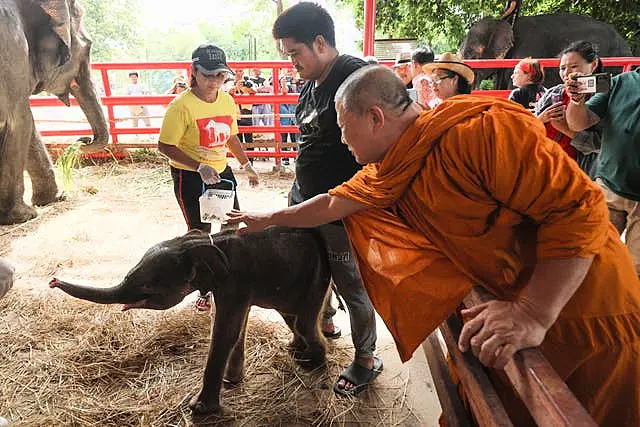 Buddhist monks in Thailand bless twin baby elephants