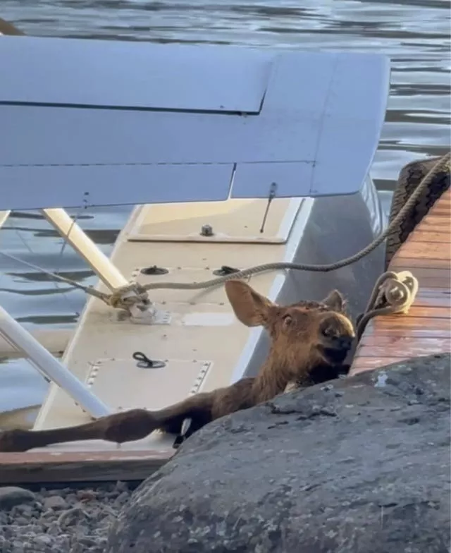 The creature stuck at the plane dock