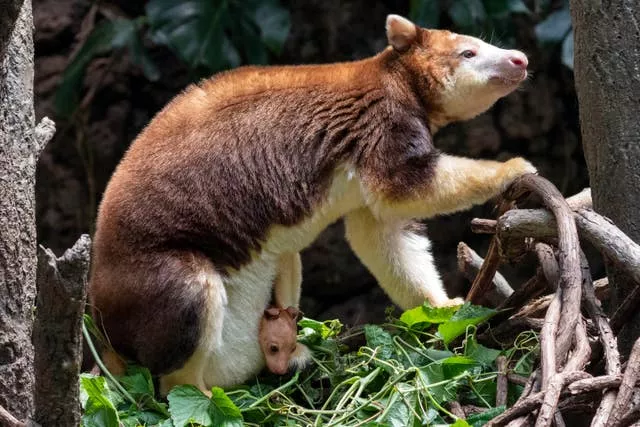 Tree Kangaroo Bronx Zoo