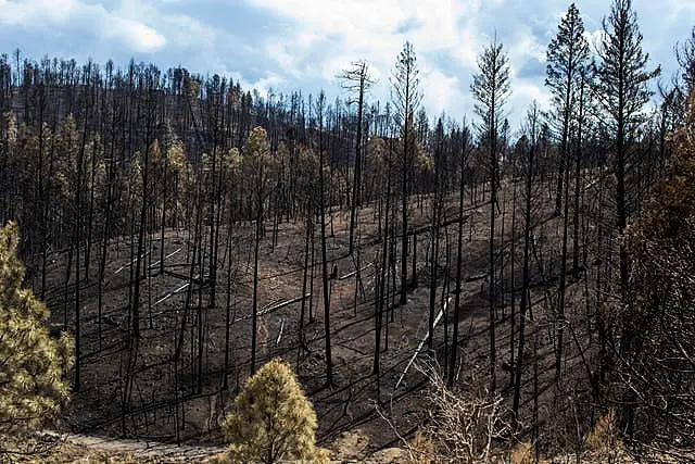 Dozens of scorched trees