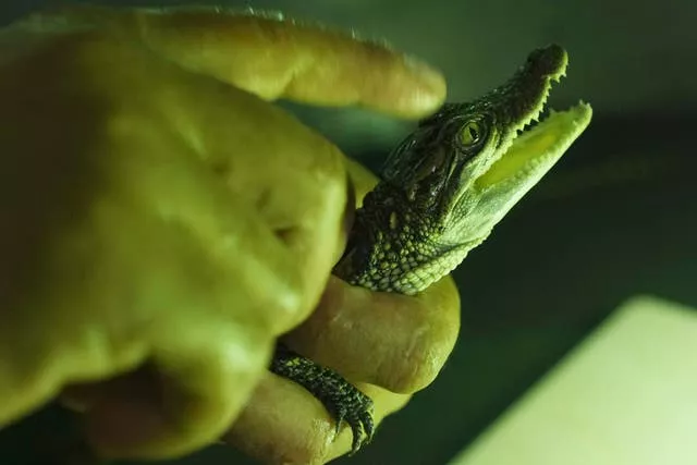 A zoo member holds a crocodile baby at a hatchling nursery 