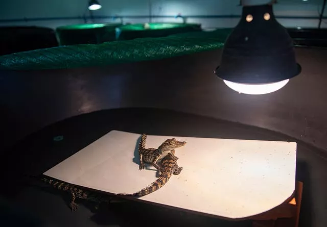 Hatchlings under a light in an incubation room