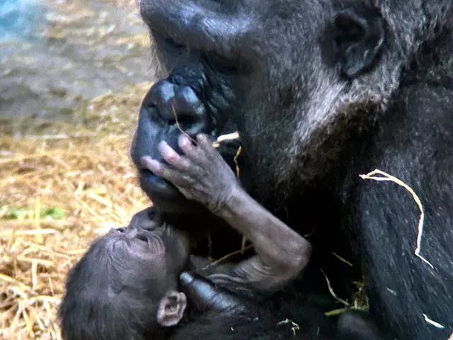 A baby gorilla at Detroit Zoo