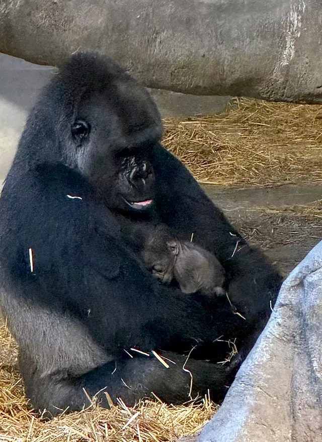 An unnamed baby gorilla, the first to be born at Detroit Zoo