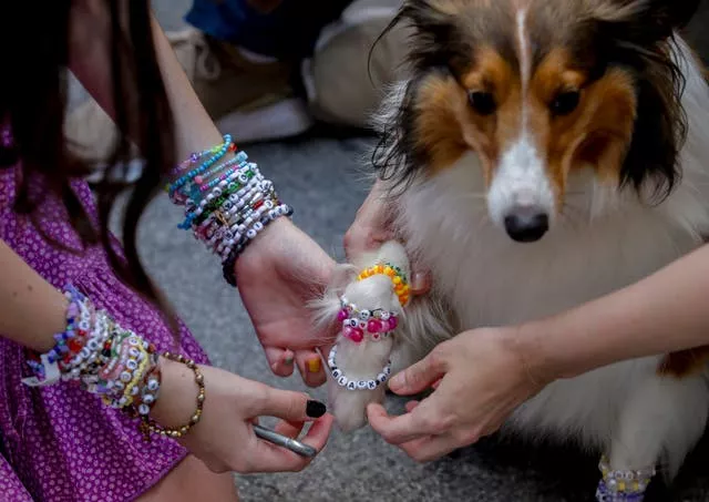 A dog is given a friendship bracelet