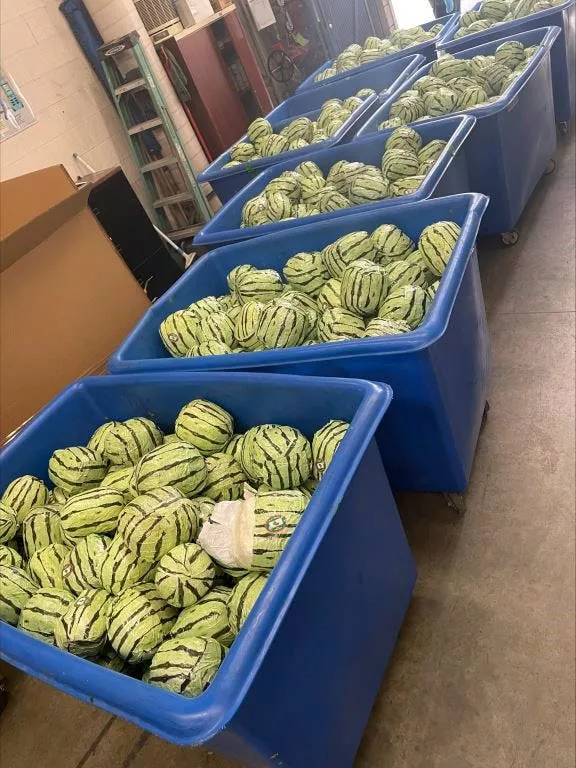 Fake Watermelons Drug Bust